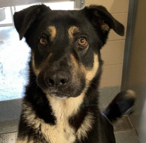 Happy Dogs - Hope Paws Support Fund Happy Dogs - Hope Paws Support Fund - angel4