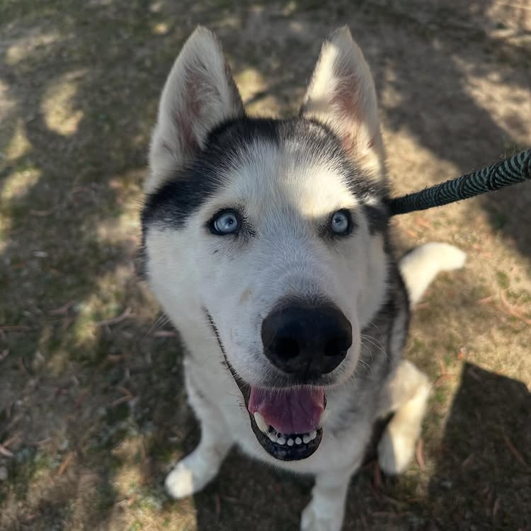 Happy Dogs - Hope Paws Support Fund Happy Dogs - Hope Paws Support Fund - benj