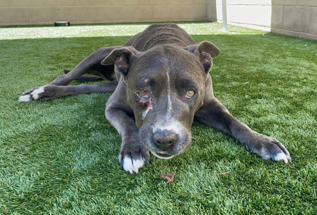 Help a 13-Year-Old Senior BLUE - Hope Paws Support Fund Help a 13-Year-Old Senior BLUE - Hope Paws Support Fund - blue old