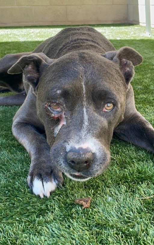 2-YEAR-OLD NAMOR IS WAITING FOR SOMEONE TO BELIEVE IN HIM - Hope Paws Support Fund 2-YEAR-OLD NAMOR IS WAITING FOR SOMEONE TO BELIEVE IN HIM - Hope Paws Support Fund - blue old1