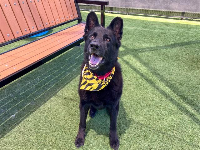 2-YEAR-OLD NAMOR IS WAITING FOR SOMEONE TO BELIEVE IN HIM - Hope Paws Support Fund 2-YEAR-OLD NAMOR IS WAITING FOR SOMEONE TO BELIEVE IN HIM - Hope Paws Support Fund - blue3