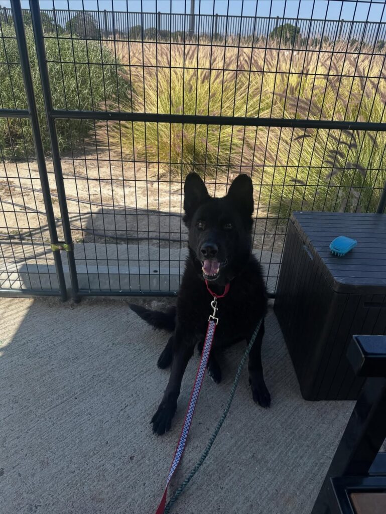 Rocket didn't arrive at the shelter nameless. - Hope Paws Support Fund Rocket didn't arrive at the shelter nameless. - Hope Paws Support Fund - blue4