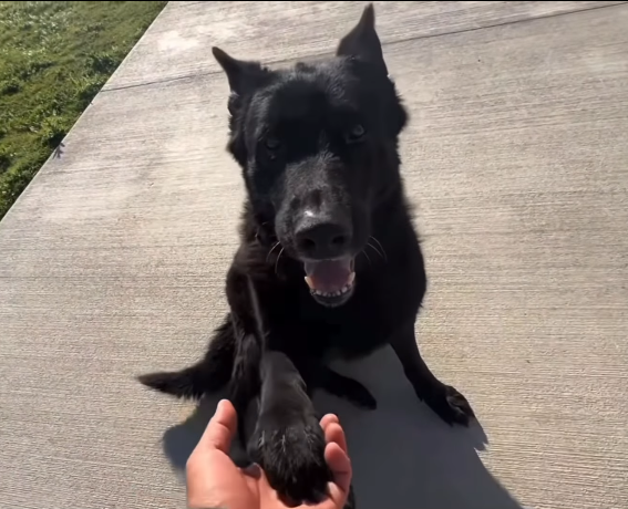 Senior Blue – Secure His Retirement - Hope Paws Support Fund Senior Blue – Secure His Retirement - Hope Paws Support Fund - blue5