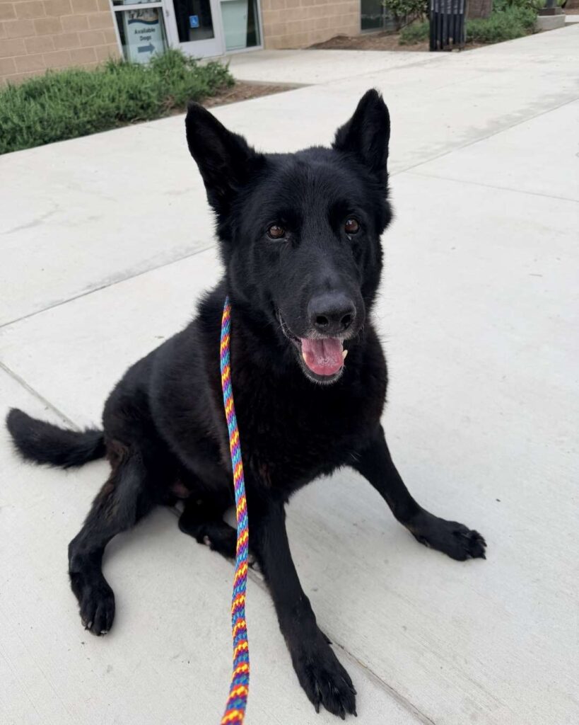 Senior Blue – Secure His Retirement - Hope Paws Support Fund Senior Blue – Secure His Retirement - Hope Paws Support Fund - blue6