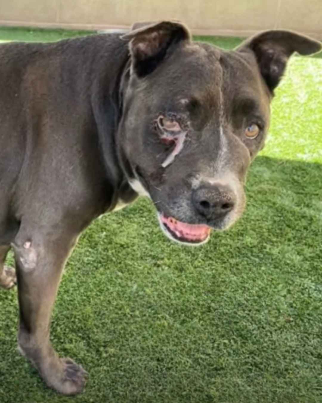 Help a 13-Year-Old Senior BLUE - Hope Paws Support Fund Help a 13-Year-Old Senior BLUE - Hope Paws Support Fund - blue old
