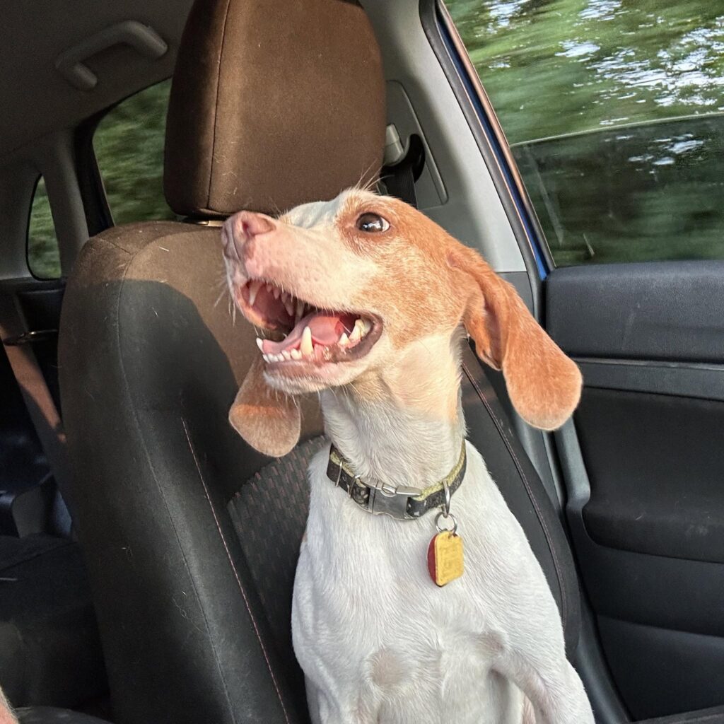 Rescue Updates: Ellen, Drakeo, Benjamin, Strut & Kona - Hope Paws Support Fund Rescue Updates: Ellen, Drakeo, Benjamin, Strut & Kona - Hope Paws Support Fund - ic