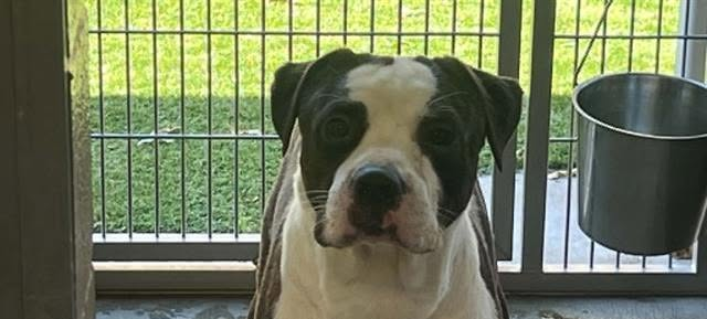 Oikos' Never Abandoned Again Fund - Hope Paws Support Fund Oikos' Never Abandoned Again Fund - Hope Paws Support Fund - image 10 e1783982228238