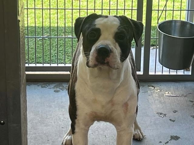 Oikos' Never Abandoned Again Fund - Hope Paws Support Fund Oikos' Never Abandoned Again Fund - Hope Paws Support Fund - image 10