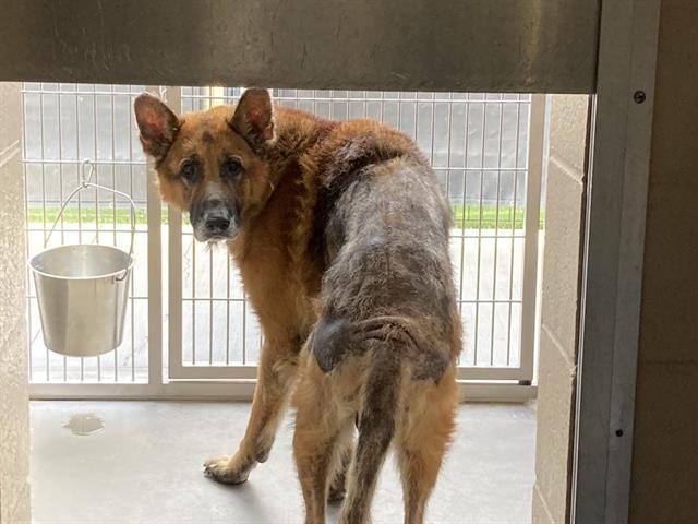 Percival - The Forgotten Shepherd Fund - Hope Paws Support Fund Percival - The Forgotten Shepherd Fund - Hope Paws Support Fund - image 11