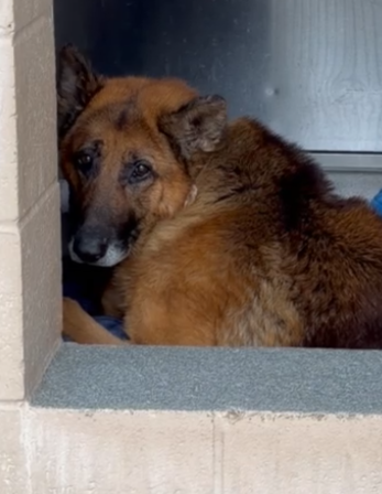 Percival - The Forgotten Shepherd Fund - Hope Paws Support Fund Percival - The Forgotten Shepherd Fund - Hope Paws Support Fund - image 12 e1783664990427