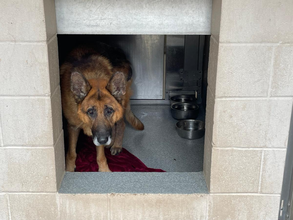 Percival - The Forgotten Shepherd Fund - Hope Paws Support Fund Percival - The Forgotten Shepherd Fund - Hope Paws Support Fund - image 14