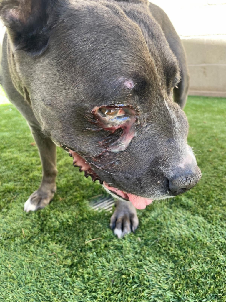 Help a 13-Year-Old Senior BLUE - Hope Paws Support Fund Help a 13-Year-Old Senior BLUE - Hope Paws Support Fund - image 16
