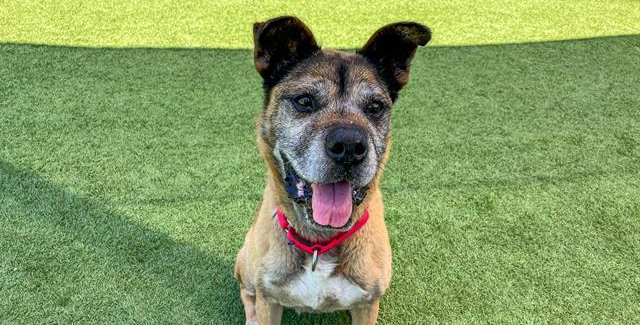 Help Transport Funshine Bear to Her Rescue in Idaho - Hope Paws Support Fund Help Transport Funshine Bear to Her Rescue in Idaho - Hope Paws Support Fund - image 18 e1783890003495
