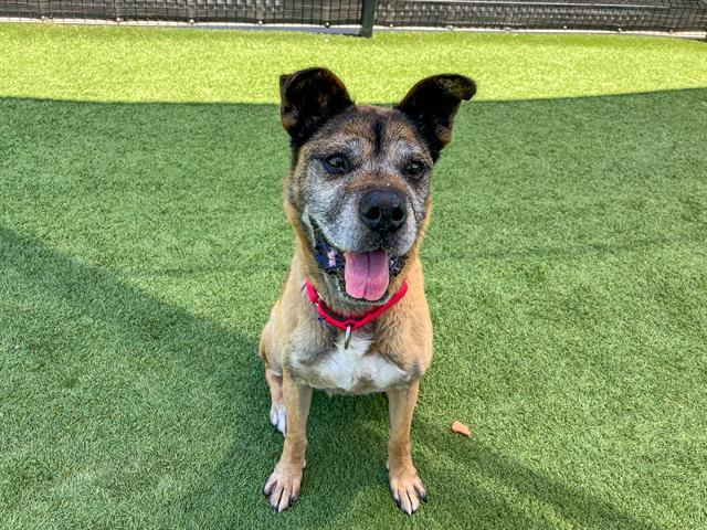 Help Transport Funshine Bear to Her Rescue in Idaho - Hope Paws Support Fund Help Transport Funshine Bear to Her Rescue in Idaho - Hope Paws Support Fund - image 18