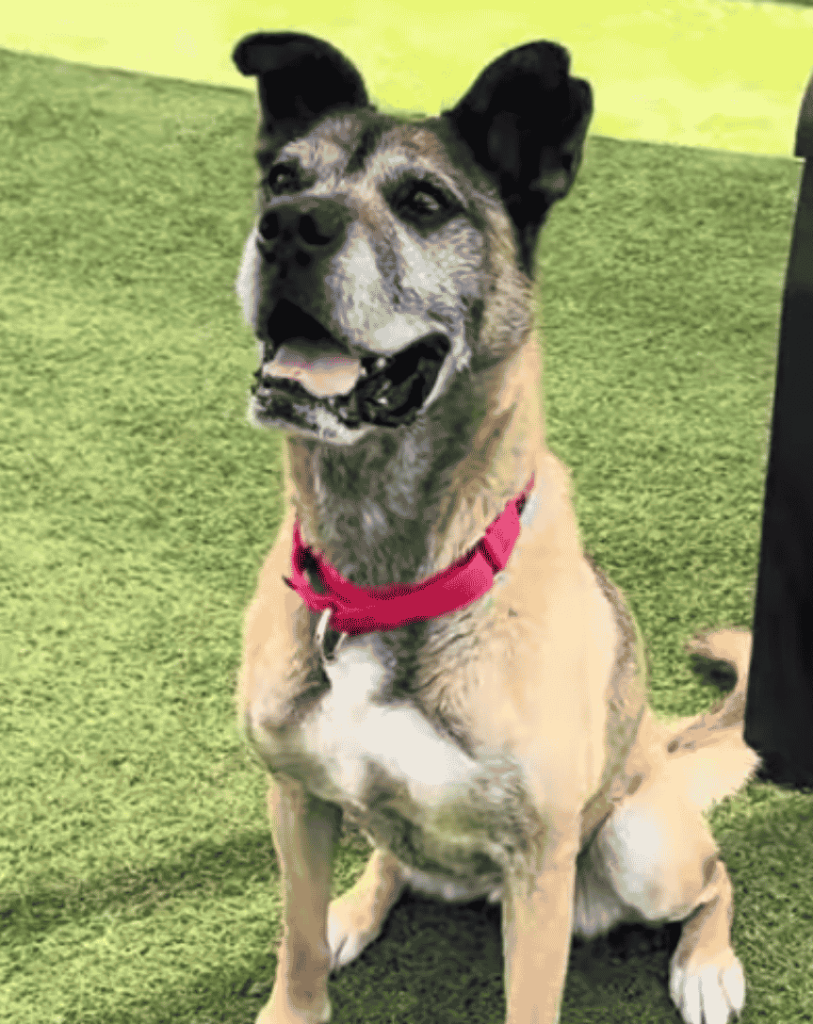 2-YEAR-OLD NAMOR IS WAITING FOR SOMEONE TO BELIEVE IN HIM - Hope Paws Support Fund 2-YEAR-OLD NAMOR IS WAITING FOR SOMEONE TO BELIEVE IN HIM - Hope Paws Support Fund - image 19