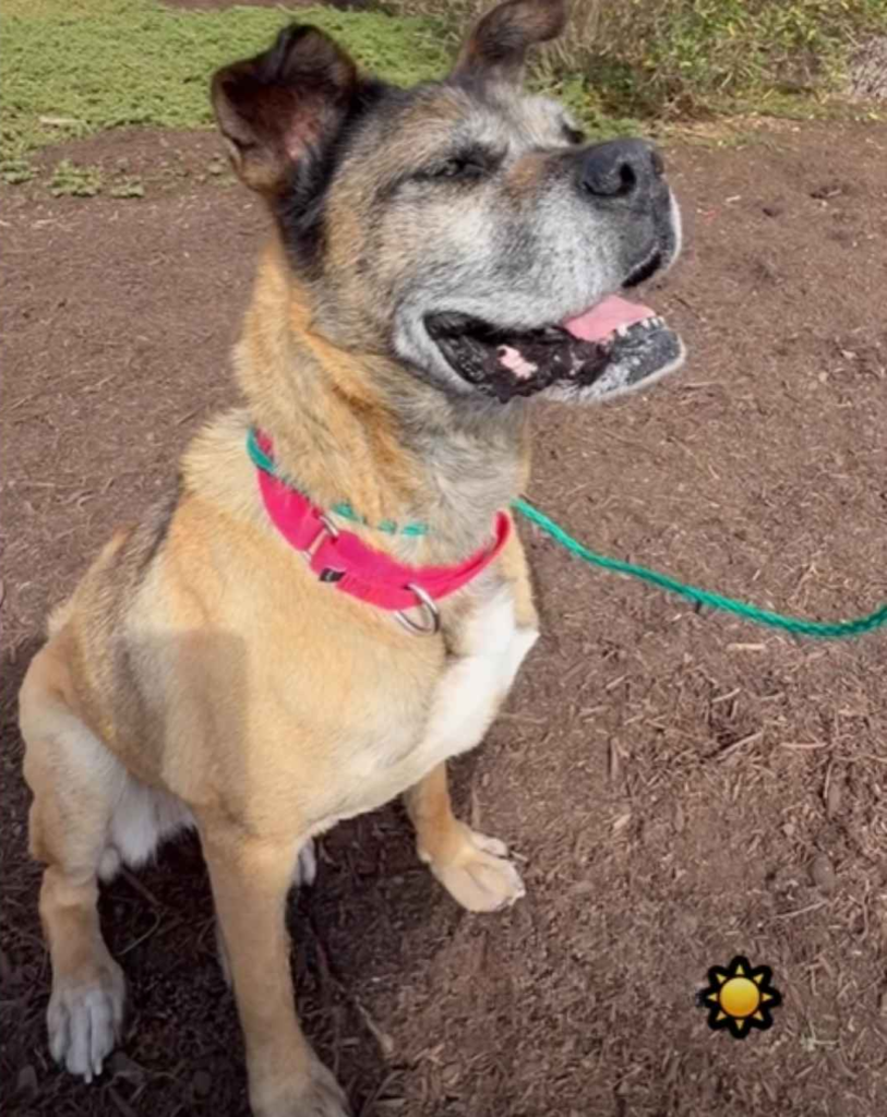 Help Transport Funshine Bear to Her Rescue in Idaho - Hope Paws Support Fund Help Transport Funshine Bear to Her Rescue in Idaho - Hope Paws Support Fund - image 20