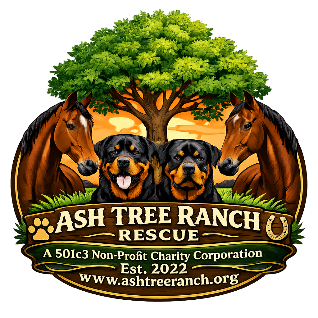 Rescue Updates: Ellen, Drakeo, Benjamin, Strut & Kona - Hope Paws Support Fund Rescue Updates: Ellen, Drakeo, Benjamin, Strut & Kona - Hope Paws Support Fund - image 23