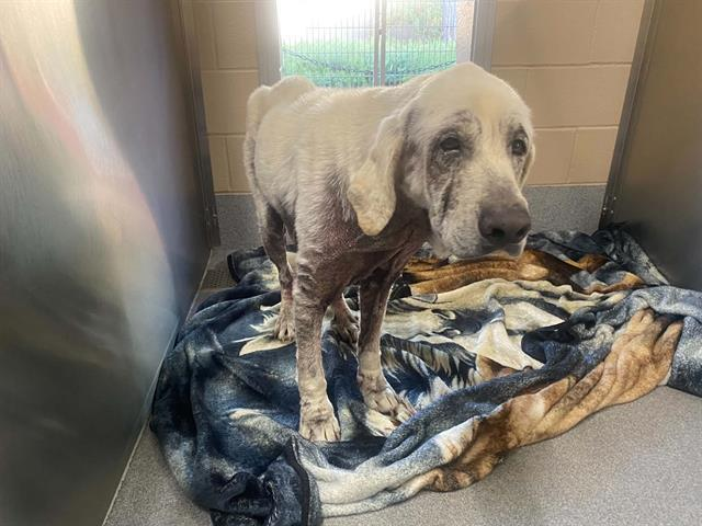 Save Mr. Pibb, a Fragile Senior Lab - Hope Paws Support Fund Save Mr. Pibb, a Fragile Senior Lab - Hope Paws Support Fund - image 26