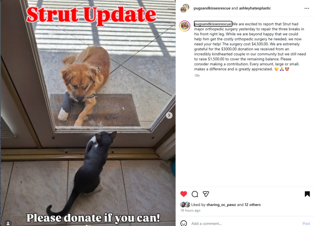   - Hope Paws Support Fund - image 30