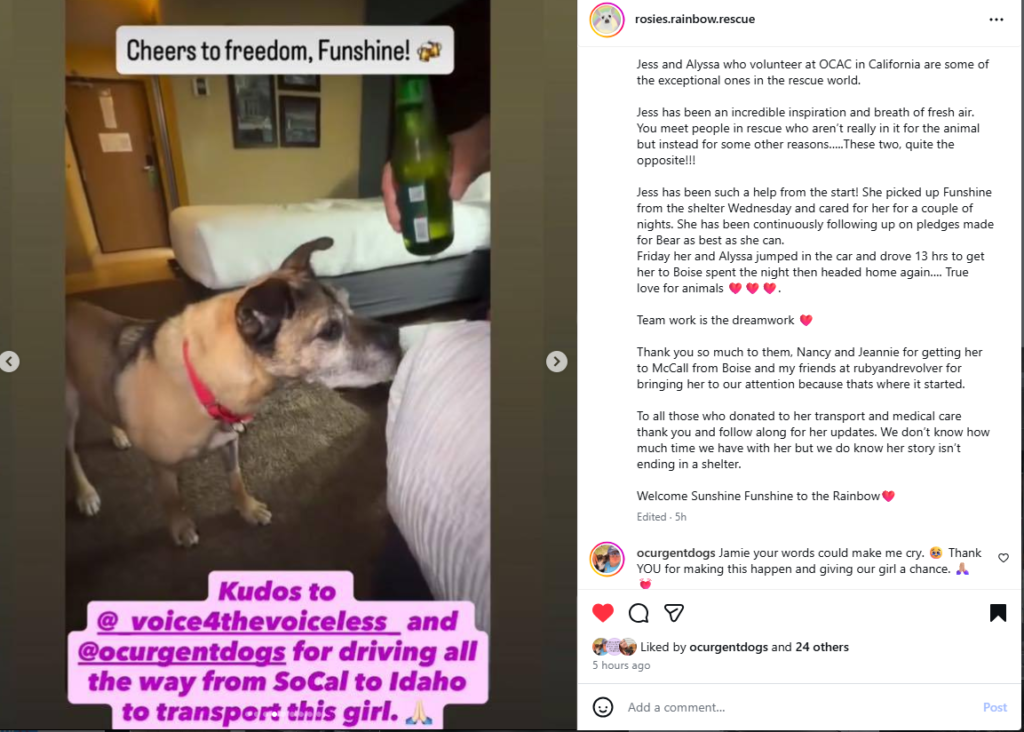 Help Transport Funshine Bear to Her Rescue in Idaho - Hope Paws Support Fund - image 33