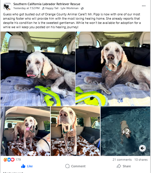 Rescue & Grant Updates: Lovin, Funshine Bear, Mr. Pibb, Alex, Oikos & Swazi - Hope Paws Support Fund - image 45