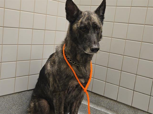 Happy Dogs - Hope Paws Support Fund Happy Dogs - Hope Paws Support Fund - image 5