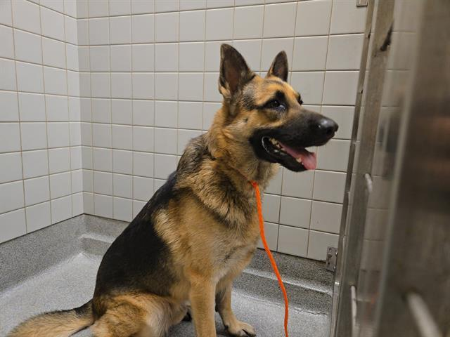 Program Progress Tracker - our Commitments - Hope Paws Support Fund Program Progress Tracker - our Commitments - Hope Paws Support Fund - image 7