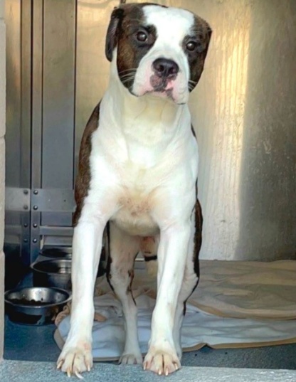 2-YEAR-OLD NAMOR IS WAITING FOR SOMEONE TO BELIEVE IN HIM - Hope Paws Support Fund 2-YEAR-OLD NAMOR IS WAITING FOR SOMEONE TO BELIEVE IN HIM - Hope Paws Support Fund - image 9