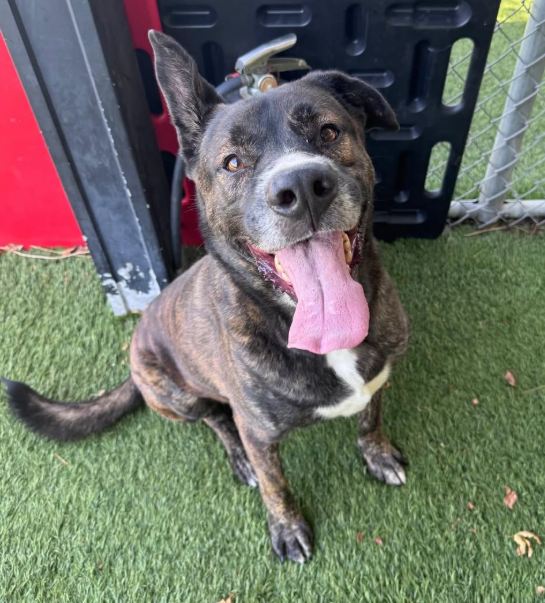   - Hope Paws Support Fund - kenja