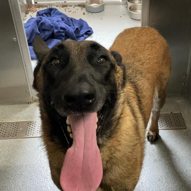 Rocket didn't arrive at the shelter nameless. - Hope Paws Support Fund Rocket didn't arrive at the shelter nameless. - Hope Paws Support Fund - namor1