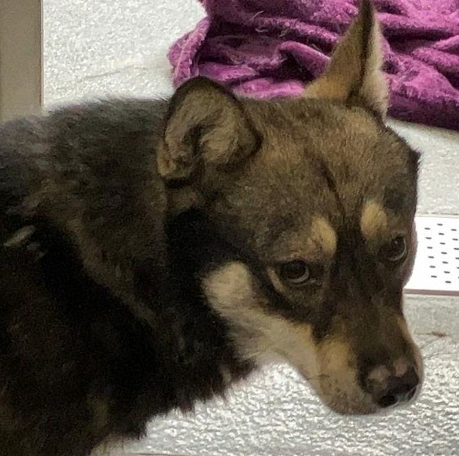 A dog who never knew kindness - Hope Paws Support Fund - odie2