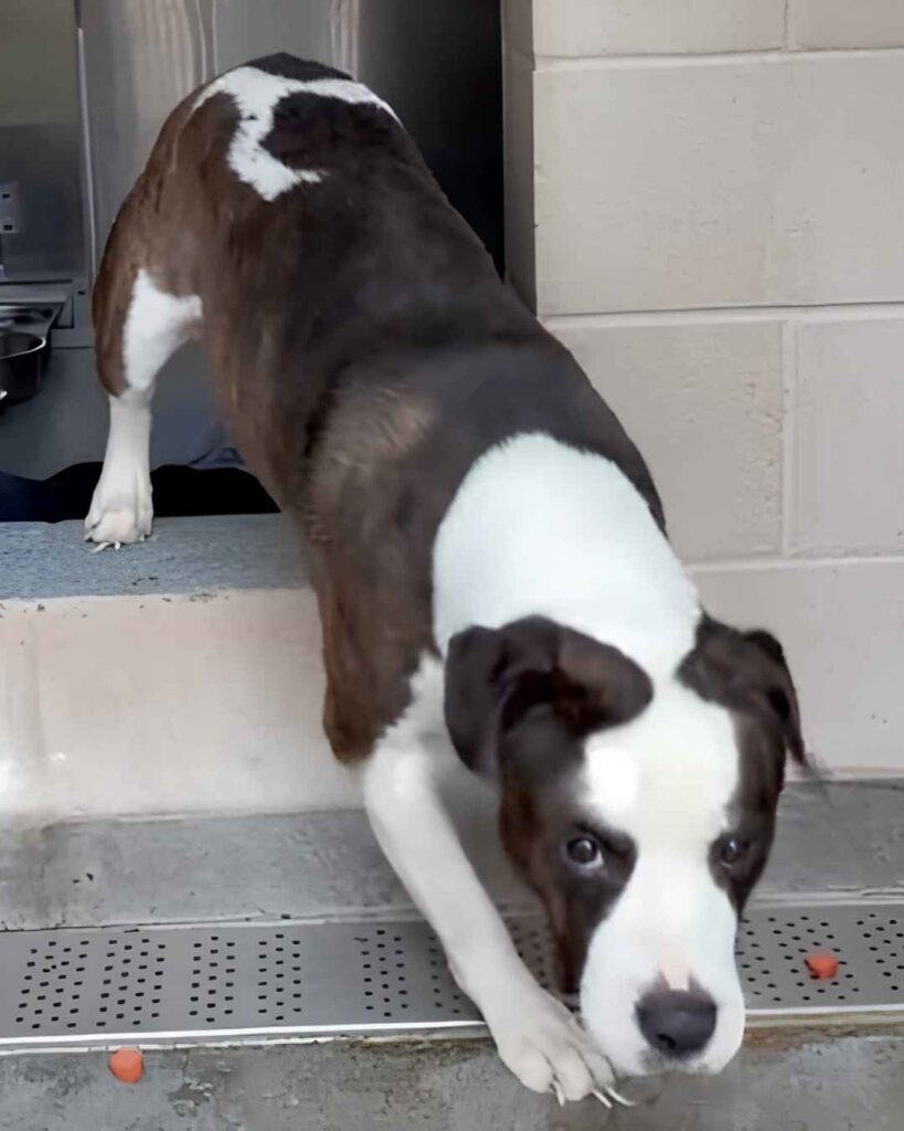 Oikos' Never Abandoned Again Fund - Hope Paws Support Fund Oikos' Never Abandoned Again Fund - Hope Paws Support Fund - oikos