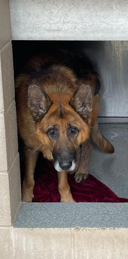 2-YEAR-OLD NAMOR IS WAITING FOR SOMEONE TO BELIEVE IN HIM - Hope Paws Support Fund 2-YEAR-OLD NAMOR IS WAITING FOR SOMEONE TO BELIEVE IN HIM - Hope Paws Support Fund - perc1