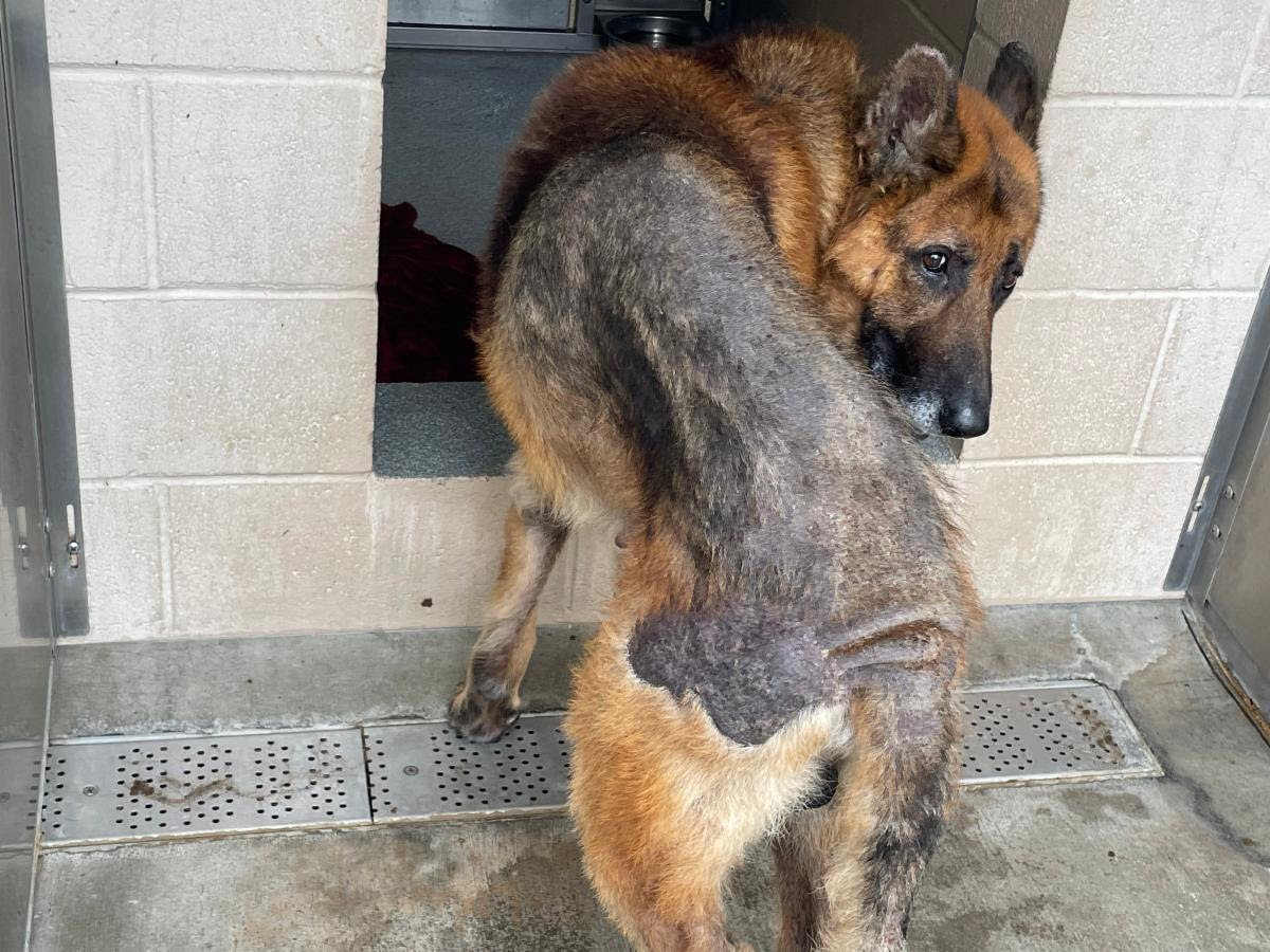Percival - The Forgotten Shepherd Fund - Hope Paws Support Fund Percival - The Forgotten Shepherd Fund - Hope Paws Support Fund - percival