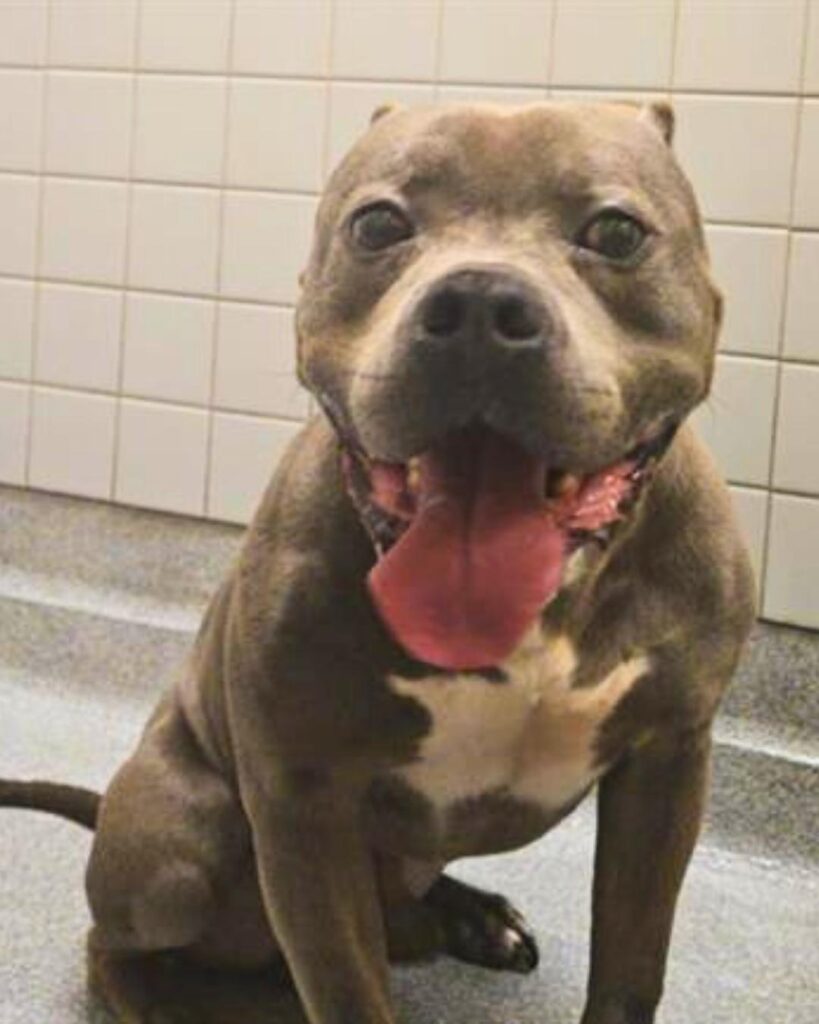 2-YEAR-OLD NAMOR IS WAITING FOR SOMEONE TO BELIEVE IN HIM - Hope Paws Support Fund 2-YEAR-OLD NAMOR IS WAITING FOR SOMEONE TO BELIEVE IN HIM - Hope Paws Support Fund - persley
