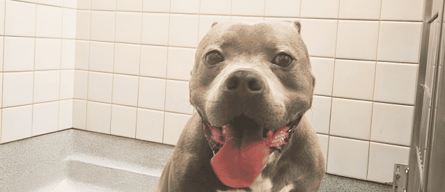 Presley’s Second Chance Starts With You - Hope Paws Support Fund Presley’s Second Chance Starts With You - Hope Paws Support Fund - persley1 1 e1784246829481