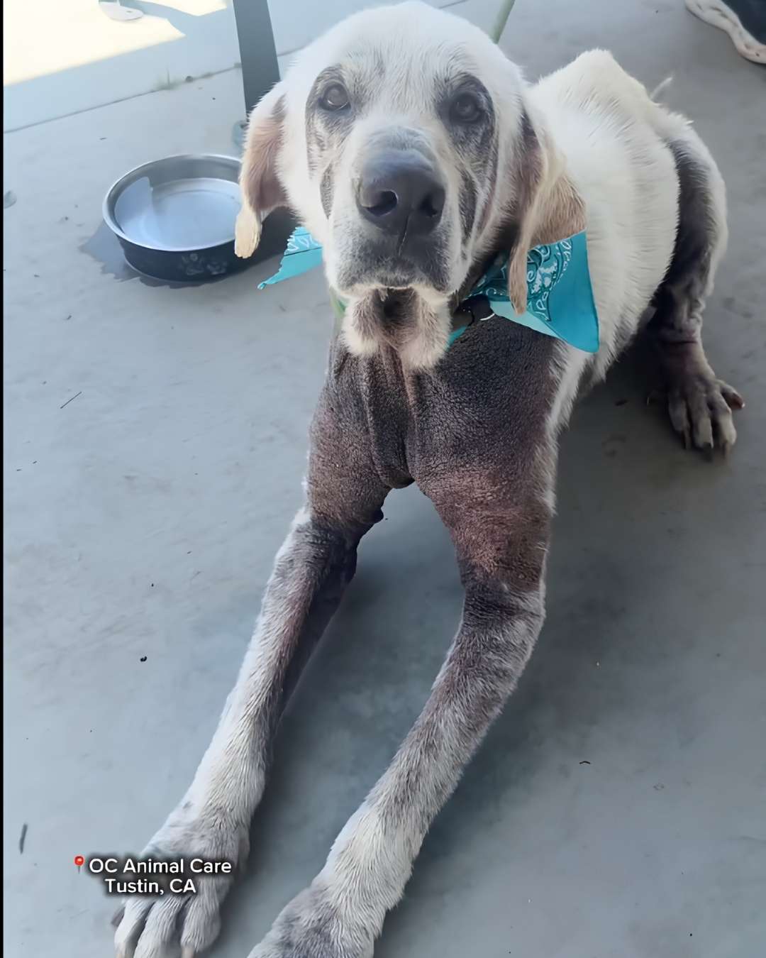 Neglected, Alone, and Running Out of Time — Save Mr. Pibb - Hope Paws Support Fund - pibb2