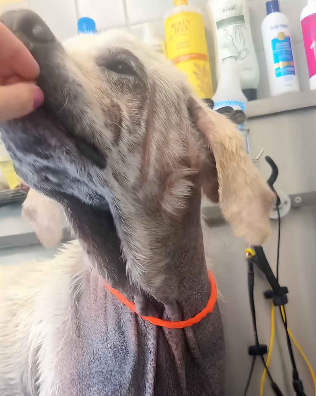 Neglected, Alone, and Running Out of Time — Save Mr. Pibb - Hope Paws Support Fund - pibb3