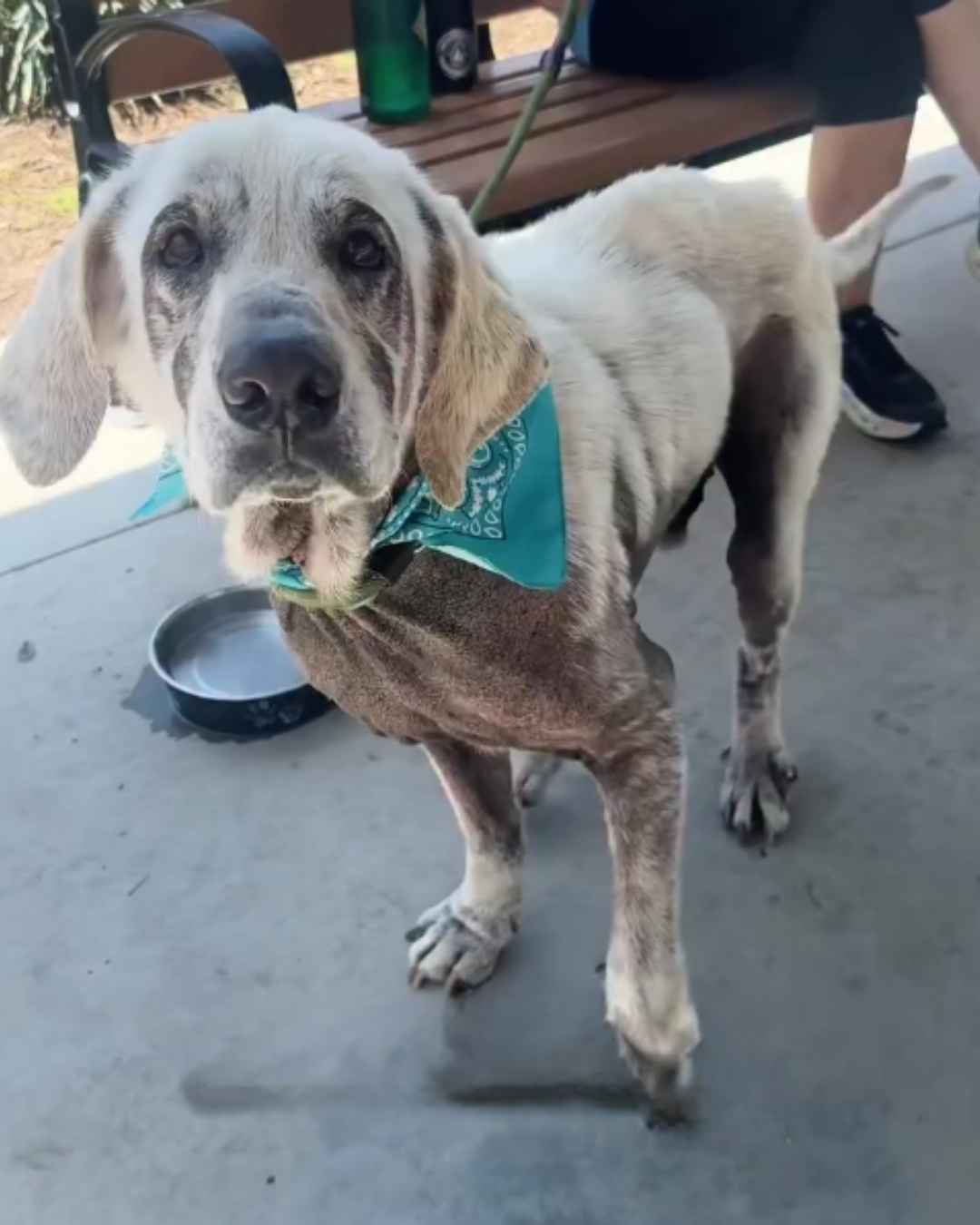 Neglected, Alone, and Running Out of Time — Save Mr. Pibb - Hope Paws Support Fund - pibb4