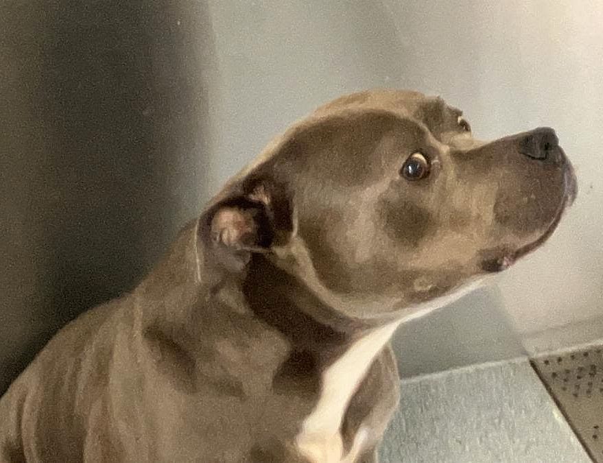 Presley’s Second Chance Starts With You - Hope Paws Support Fund Presley’s Second Chance Starts With You - Hope Paws Support Fund - presley