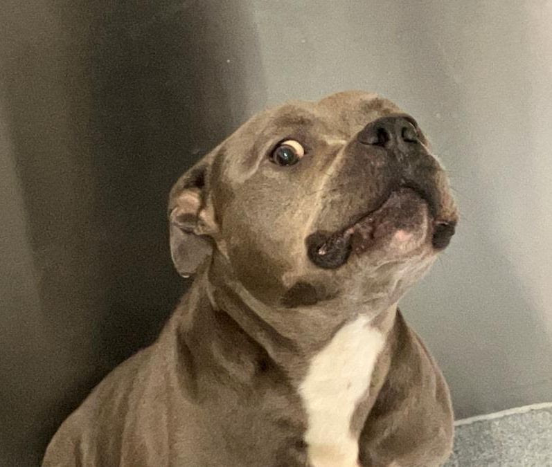 Presley’s Second Chance Starts With You - Hope Paws Support Fund Presley’s Second Chance Starts With You - Hope Paws Support Fund - presley1