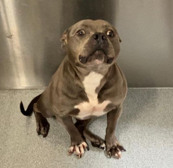 Presley’s Second Chance Starts With You - Hope Paws Support Fund Presley’s Second Chance Starts With You - Hope Paws Support Fund - presley3