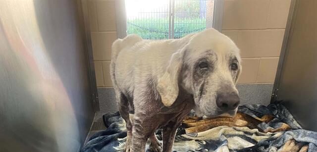 Save Mr. Pibb, a Fragile Senior Lab - Hope Paws Support Fund Save Mr. Pibb, a Fragile Senior Lab - Hope Paws Support Fund - sen lab 2 e1784165824715