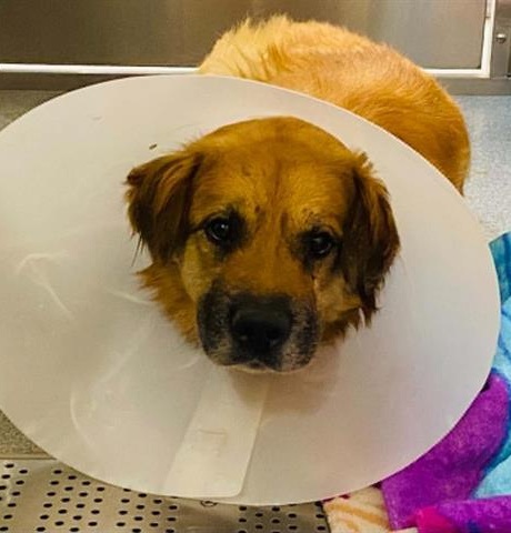 Strut's Surgery Fund - Hope Paws Support Fund - strut