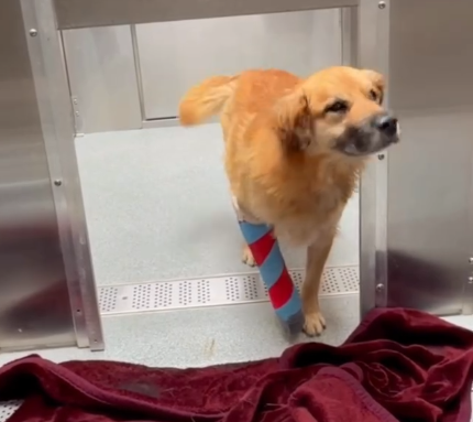 Strut's Surgery Fund - Hope Paws Support Fund - strut1