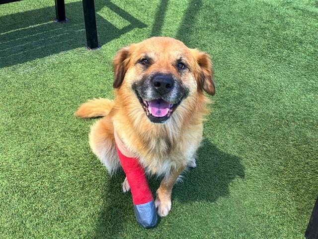 Program Progress Tracker - our Commitments - Hope Paws Support Fund Program Progress Tracker - our Commitments - Hope Paws Support Fund - strut2