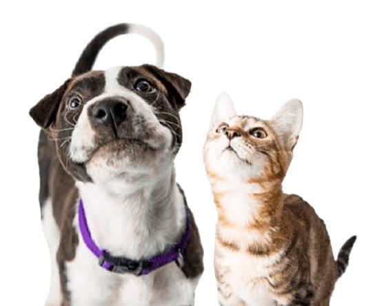Low-Cost Spay and Neuter Orange County - Hope Paws Support Fund - voucher