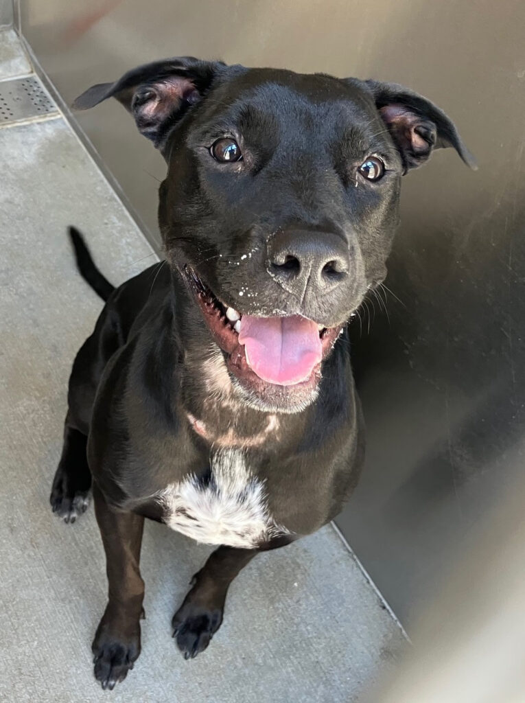 Rescue & Grant Updates: ANGEL, NAMOR, RON, WANDA, SILVER - Hope Paws Support Fund Rescue & Grant Updates: ANGEL, NAMOR, RON, WANDA, SILVER - Hope Paws Support Fund - wanda