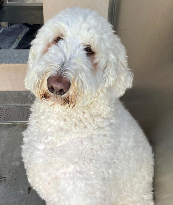 Happy Dogs - Hope Paws Support Fund Happy Dogs - Hope Paws Support Fund - 2242d99f 514c 4ea6 ae8e b8f24a803212