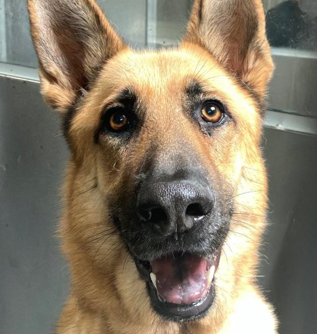   - Hope Paws Support Fund - 3fca2aea e2c1 4cff 8678 9c41ad1701d2